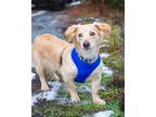 Goldie, Dachshund For Adoption In Kelowna, British Columbia