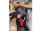 Rocco Local, Labrador Retriever For Adoption In Warwick, Rhode Island