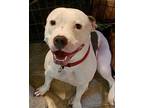 Missy, American Staffordshire Terrier For Adoption In Batesville, Arkansas