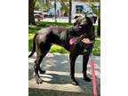 Sweetie (ruby), American Pit Bull Terrier For Adoption In St Augustine, Florida