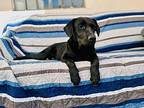 Dobbs, Labrador Retriever For Adoption In Los Angeles, California