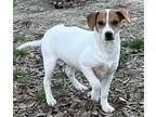 Cory, Jack Russell Terrier For Adoption In Locust Fork, Alabama