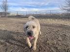 Wonton - Wheaten Mix!, Wheaten Terrier For Adoption In Boulder, Colorado