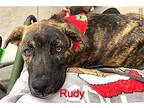 Rudy, Labrador Retriever For Adoption In White Bluff, Tennessee
