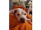 Maddie, American Pit Bull Terrier For Adoption In Lockport, Illinois
