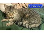 Little Boy, Domestic Shorthair For Adoption In Jessup, Maryland