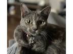 Hartie, Domestic Shorthair For Adoption In Fort Worth, Texas