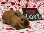 Adopt POEM* a Bunny Rabbit