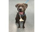 Tony Danza, American Pit Bull Terrier For Adoption In Richmond, Virginia