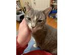 Skye, Domestic Shorthair For Adoption In Philadelphia, Pennsylvania