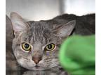 Echo, Domestic Shorthair For Adoption In Marietta, Ohio