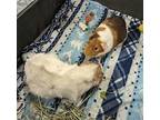 George And Elroy, Guinea Pig For Adoption In Aurora, Illinois