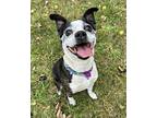 Bozo & Dodge, Boston Terrier For Adoption In Sharon Center, Ohio
