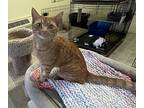 Munch, Domestic Shorthair For Adoption In Sparta, Wisconsin