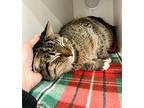 Arizona, Domestic Shorthair For Adoption In Columbia, Illinois