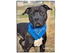 Wesley, American Pit Bull Terrier For Adoption In Maryville, Tennessee