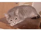 Flora, Domestic Shorthair For Adoption In Bowie, Maryland