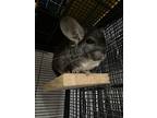 Frankie, Chinchilla For Adoption In Imperial Beach, California