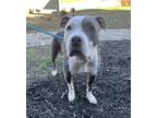 Stormy, American Pit Bull Terrier For Adoption In Knoxville, Tennessee