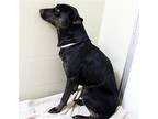 24202 - Cassie, Labrador Retriever For Adoption In Ellicott City, Maryland