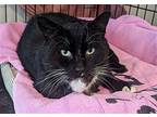 Fred Gwynne, Domestic Shorthair For Adoption In Trenton, New Jersey