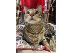 Monroe, Domestic Shorthair For Adoption In Stanhope, New Jersey