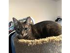 Bloom #chatty-cathy-doll, Domestic Shorthair For Adoption In Houston, Texas