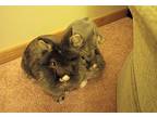 Misty & Ash *bonded Pair*, Lionhead For Adoption In Plymouth, Minnesota