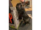 Frances, Lop-eared For Adoption In Plymouth, Minnesota