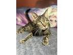 Rosalina, Domestic Shorthair For Adoption In Baltimore, Maryland
