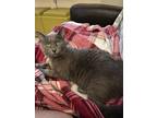 Amablue, Domestic Shorthair For Adoption In Hopkinton, Massachusetts