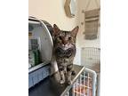 Fawn, Domestic Shorthair For Adoption In Baltimore, Maryland
