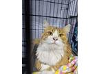 Cato, Domestic Shorthair For Adoption In Mishawaka, Indiana