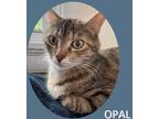 Opal, Domestic Shorthair For Adoption In Richmond, Virginia