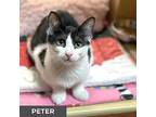 Peter, Domestic Shorthair For Adoption In Toronto, Ontario