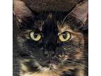 Cookie, Domestic Shorthair For Adoption In Crystal Lake, Illinois