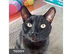 Teddy, Domestic Shorthair For Adoption In Toronto, Ontario