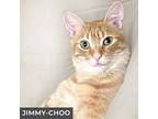 Jimmy-choo, Domestic Shorthair For Adoption In Toronto, Ontario