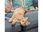 Prince, Domestic Shorthair For Adoption In Palo Alto, California