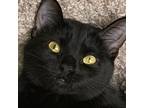 Bubbles, Domestic Shorthair For Adoption In Crystal Lake, Illinois