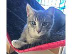 Toby, Domestic Shorthair For Adoption In Palo Alto, California