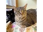 Blossom, Domestic Shorthair For Adoption In Crystal Lake, Illinois