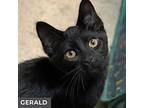 Gerald, Domestic Shorthair For Adoption In Toronto, Ontario
