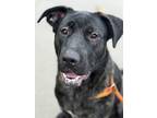 Adopt STORM a Cane Corso, Mixed Breed