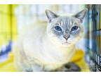 Luca, Siamese For Adoption In Richmond, Virginia