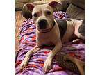 Calley, American Pit Bull Terrier For Adoption In Little Rock, Arkansas