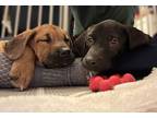 Wish, Labrador Retriever For Adoption In Schaumburg, Illinois