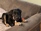 Farley, American Pit Bull Terrier For Adoption In Hopkinton, Massachusetts