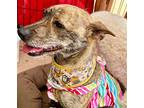 Olivia, Terrier (unknown Type, Medium) For Adoption In La Verne, California