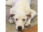 Hermes *vip*, Bull Terrier For Adoption In Houston, Texas